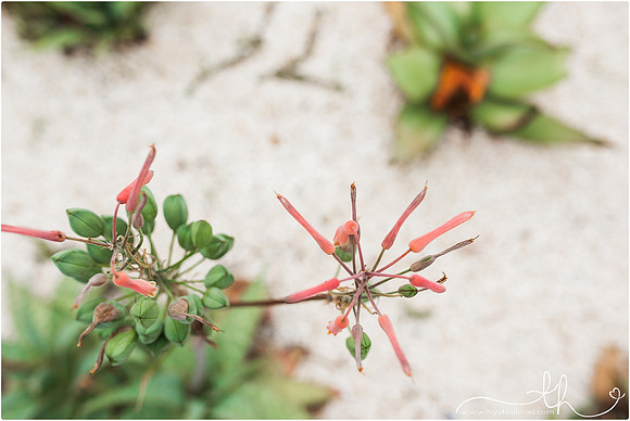aruba-26