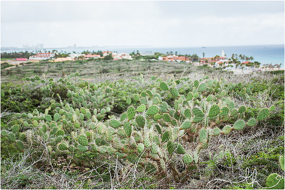 aruba-46