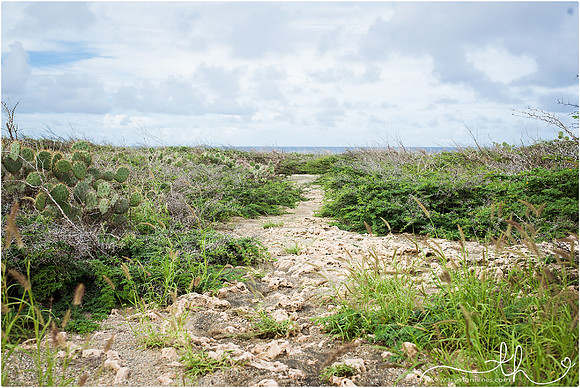 aruba-48